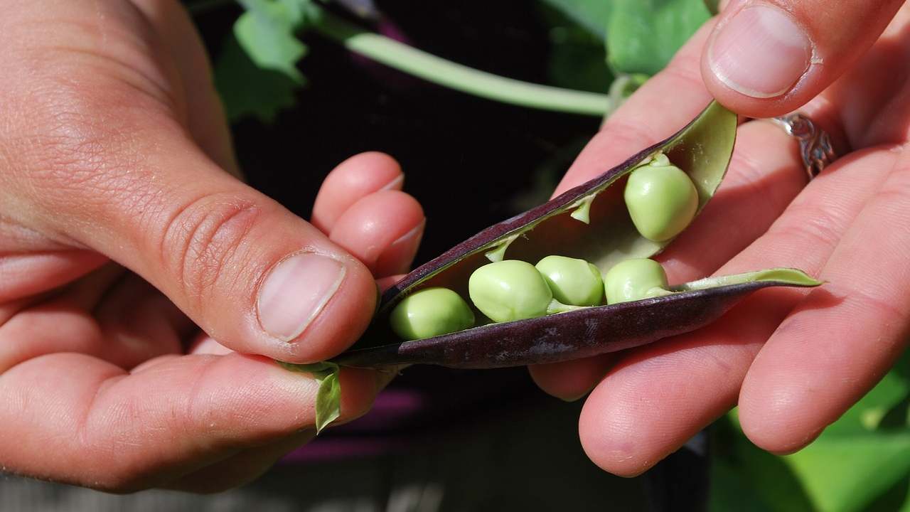 Piselli cottura consigliata