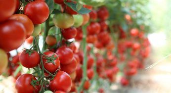 Coltivare pomodori meravigliosi, trucchi e segreti