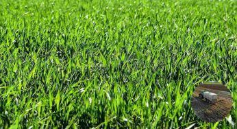 Concime, non sforare con le dosi o sono guai. Come regolarsi