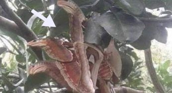 “Serpenti” arrabbiati pronti ad attaccare, “l’avvistamento” su un albero è sconvolgente