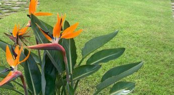 Strelitzia