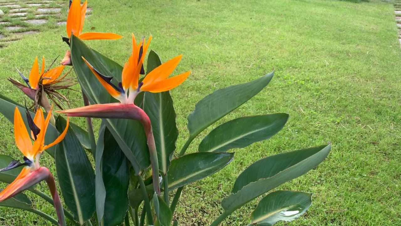 pianta strelitzia coltivazione