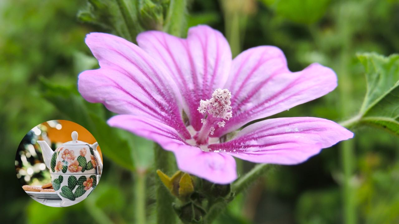 tisana malva benefici corpo