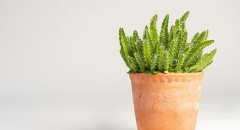 Pulire i vasi in terracotta non è mai stato così semplice, un rimedio formidabile