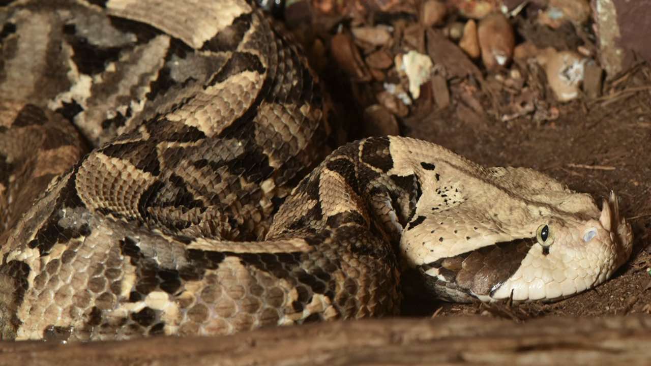 vipera del gaboon attenzione