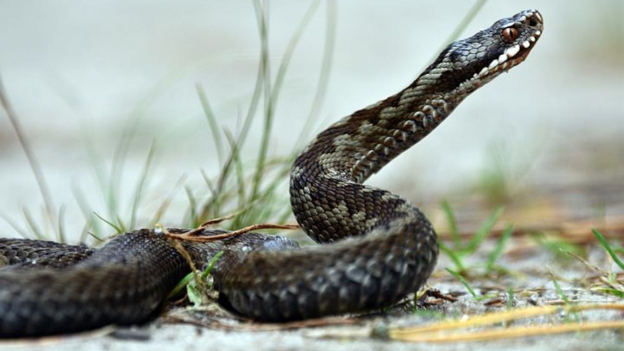 morso di vipera chi chiamare