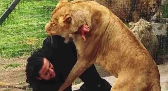 Leonessa riconosce l’uomo che l’ha salvata 7 anni prima, il video commovente