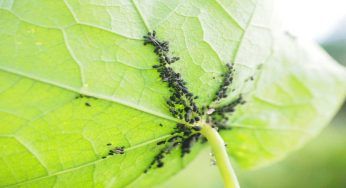 Problemi nell’orto, 5 cose da evitare a giugno