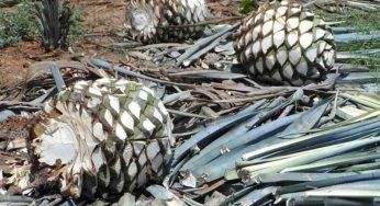 Agave tequilana, curiosità sulla coltivazione della pianta della tequila