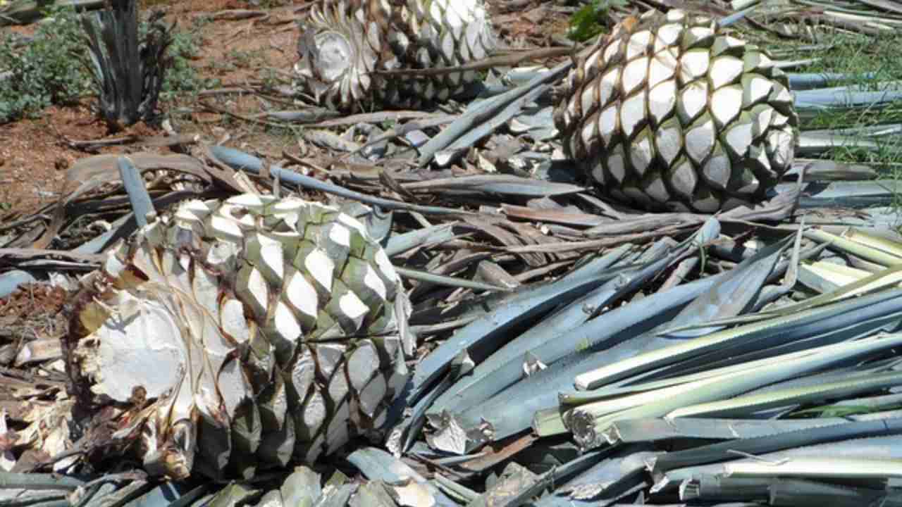 agave per tequila