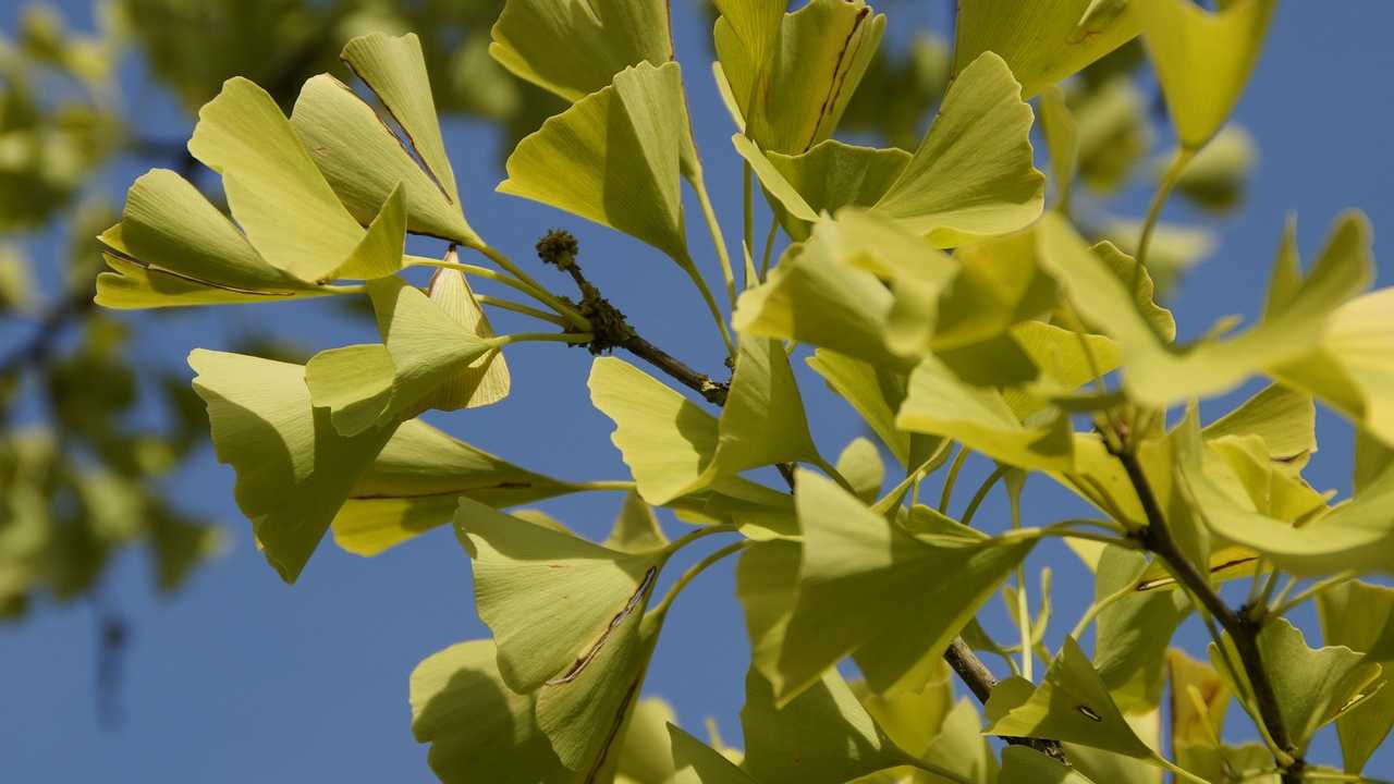 Alla scoperta del Ginkgo Biloba