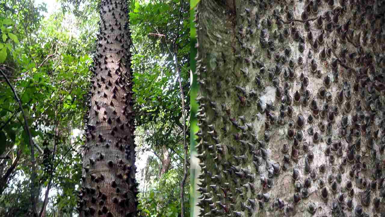 Albero diavolo pericoloso mortale motivo