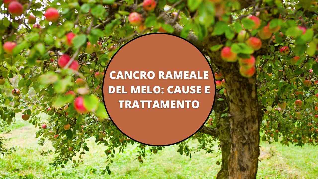 cancro melo trattamento