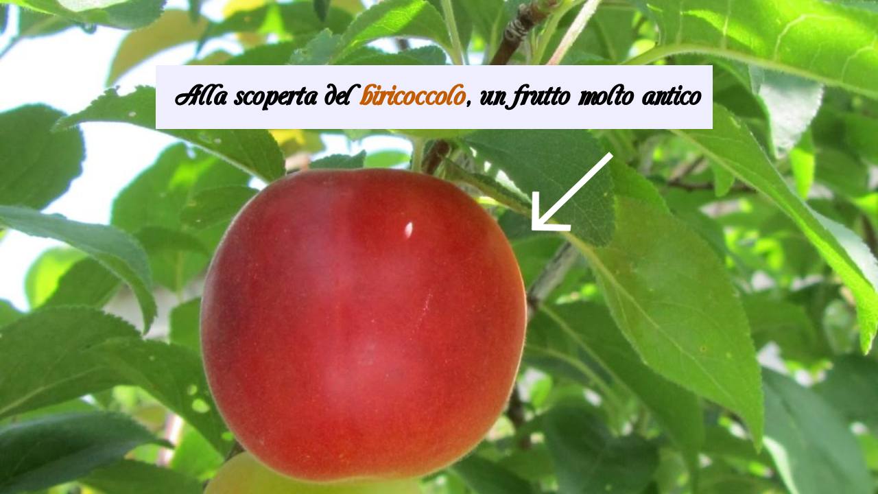 biricoccolo frutto antico