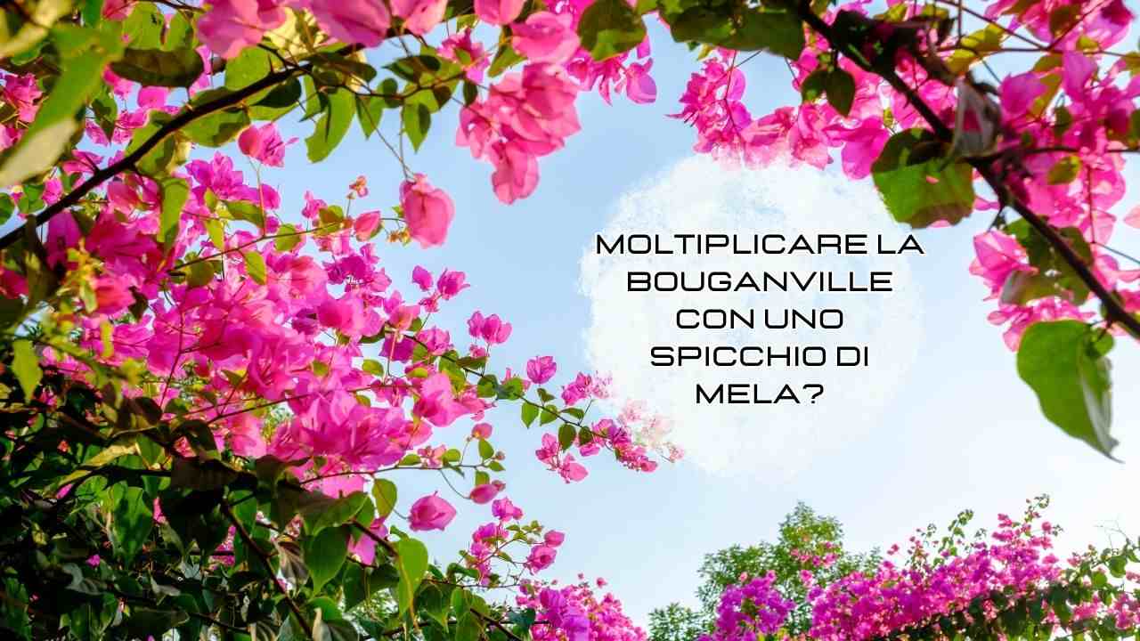 moltiplicare bouganville spicchio mela