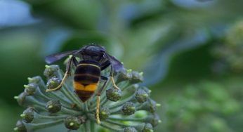 Gli insetti più velenosi al Mondo, faresti bene a tenere gli occhi aperti