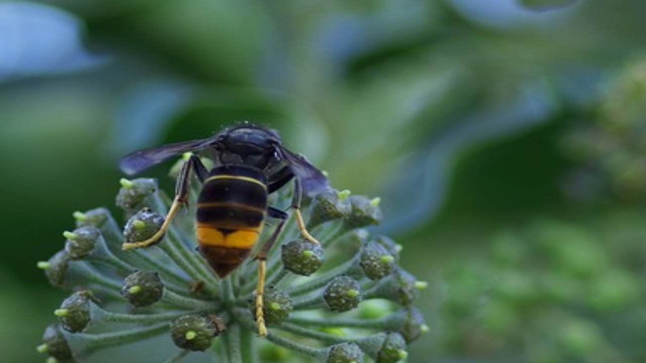 Gli insetti più velenosi al Mondo, faresti bene a tenere gli occhi aperti