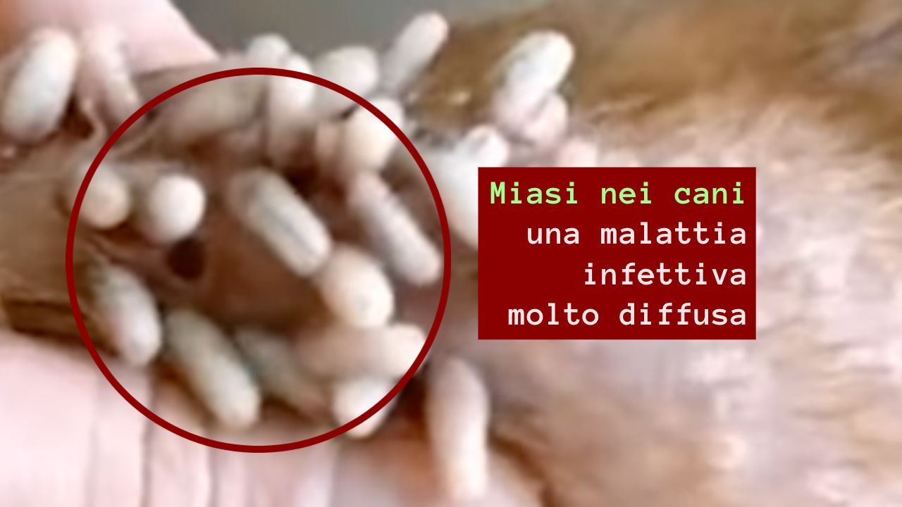 malattia infettiva miasi cane