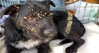 Legato ed abbandonato ad un albero, il salvataggio di un cane pieno di zecche è commovente