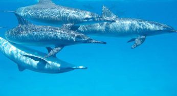 I cetacei più comuni nel Mar Mediterraneo