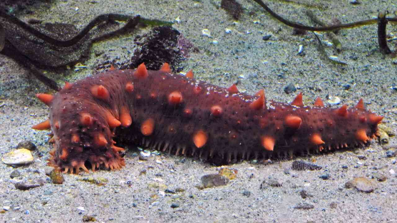 cetrioli mare spiaggia