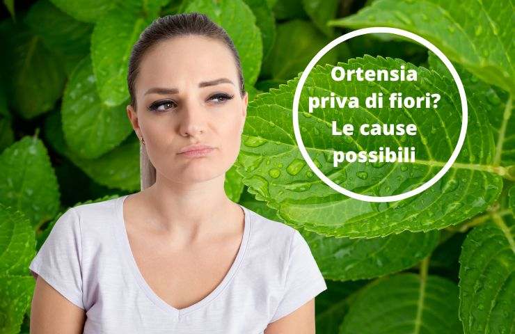 ortensia senza fiori cause