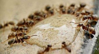 Polveri naturali anti-formiche, questa volta andranno via per sempre
