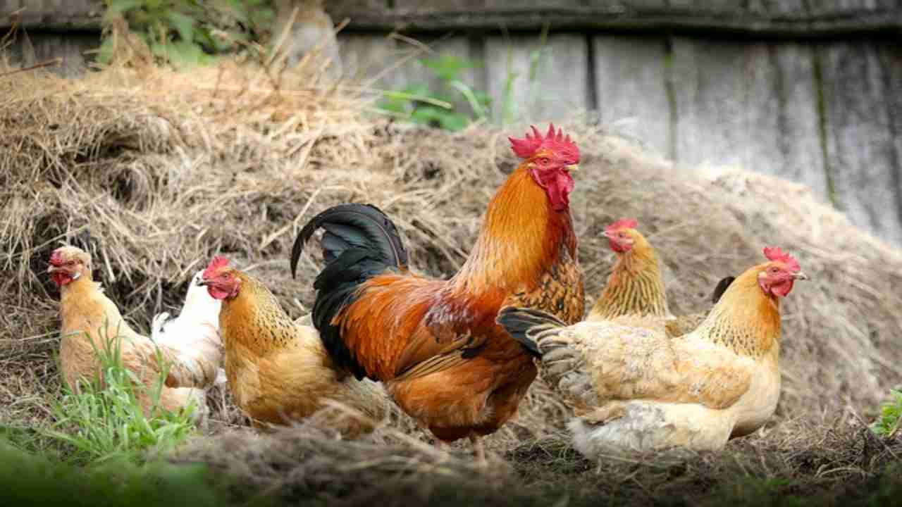 Cosa NON dare alle galline, questi cibi sono velenosi