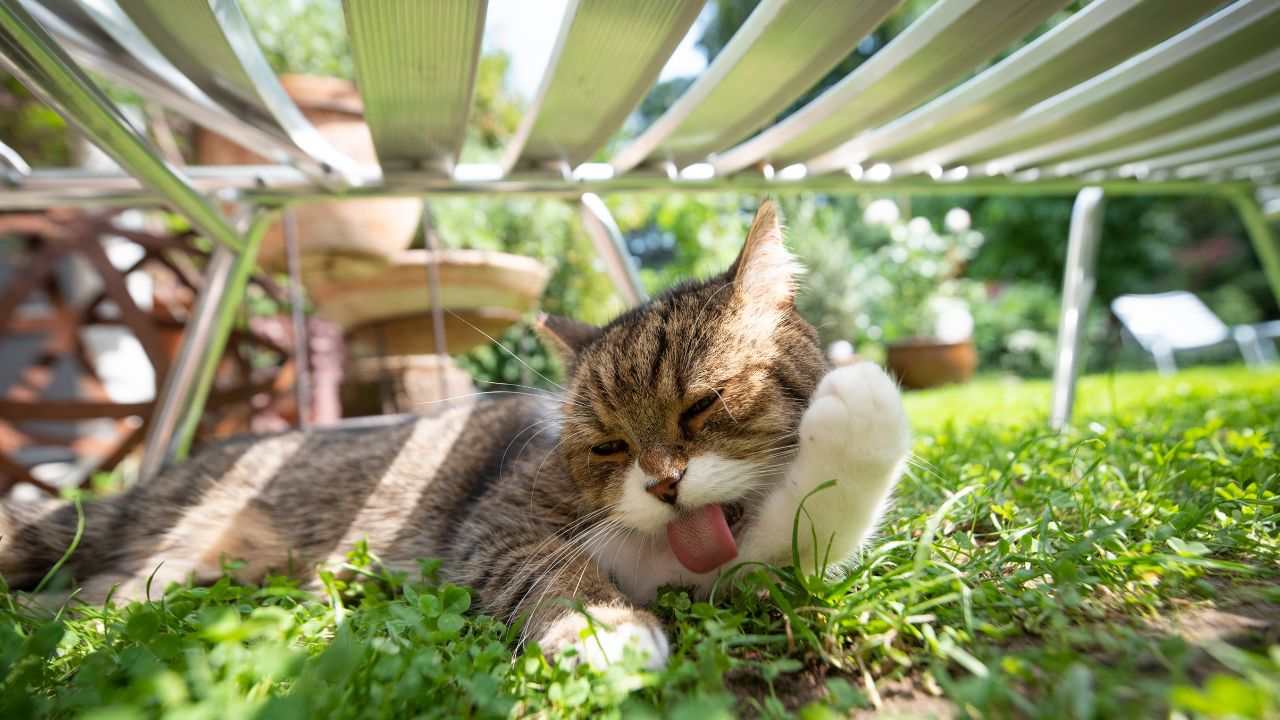 gatto vicino visita giardino