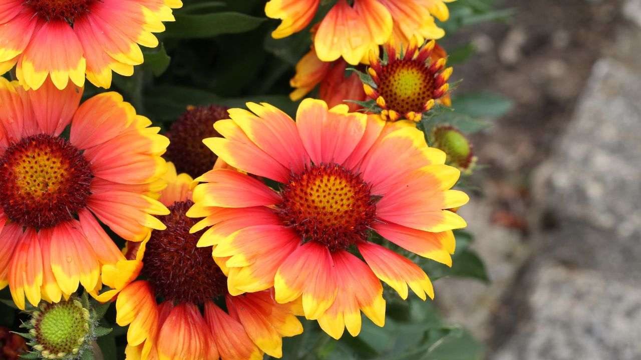 gazania pianta giardino