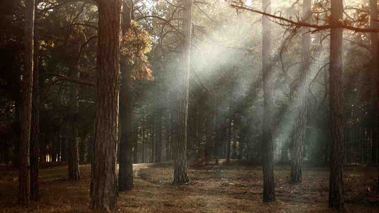 Giornata mondiale ambiente: i dettagli