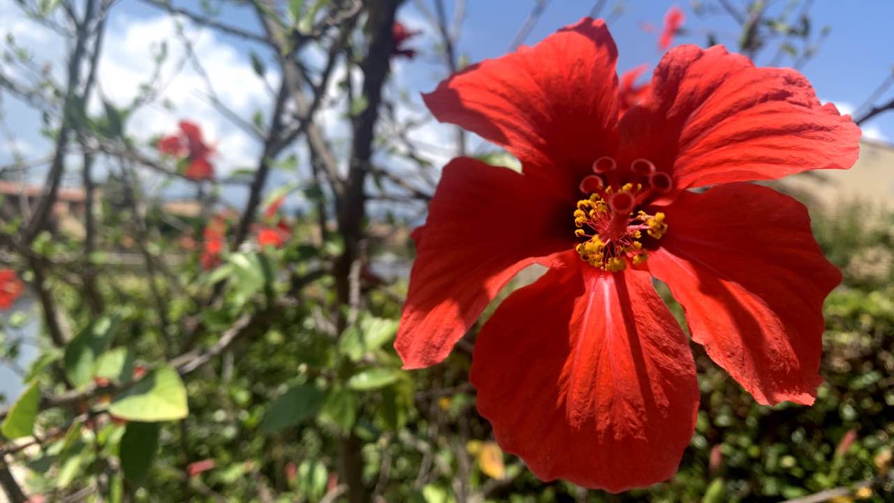 hibiscus talea metodo