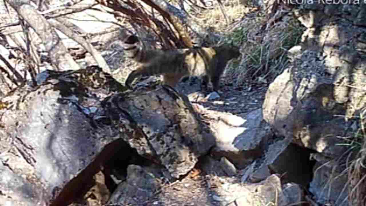 Il gatto selvatico ritorna sull'Appennino