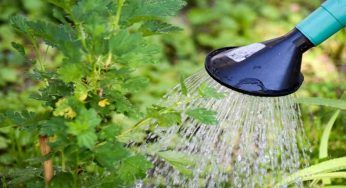 Innaffiare le piante in pieno sole, puoi farlo e ti spieghiamo perché 