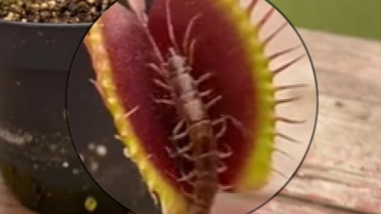 Venus Flytrap millepiedi cena