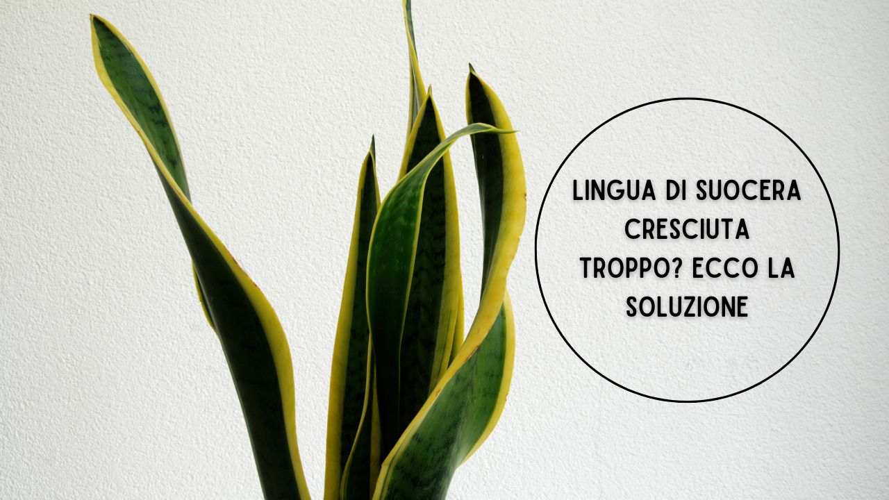 lingua suocera troppo cresciuta