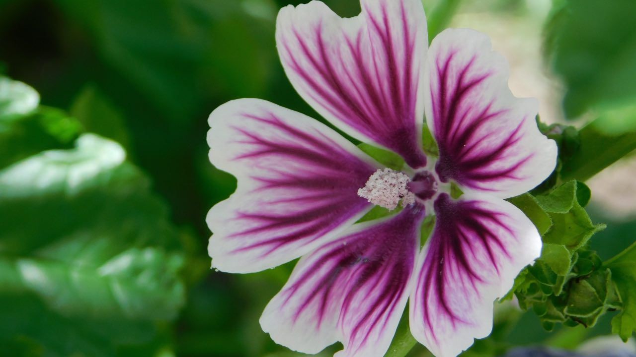 pianta malva coltivazione