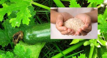 Sotto le zucchine, metti una manciata di riso: ne avrai a centinaia