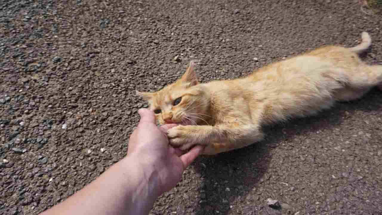 Cosa succede se ti morde un gatto