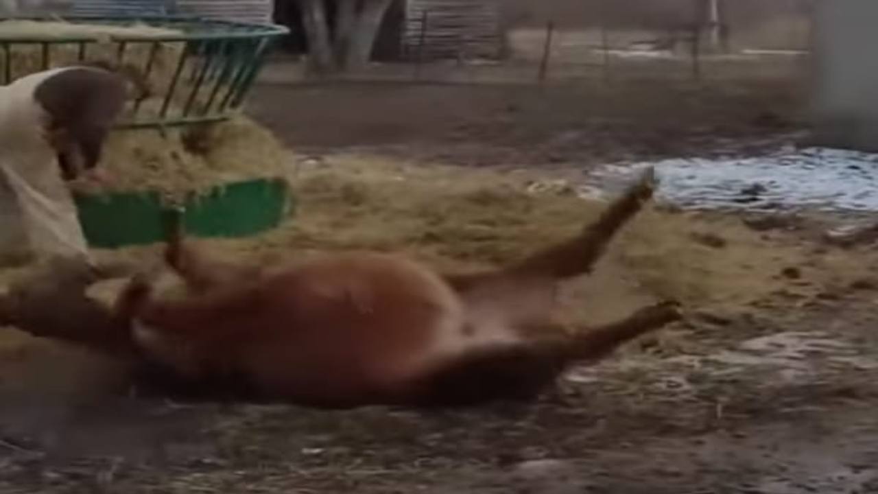 Salva una mucca pugnalandola allo stomaco, il motivo del gesto