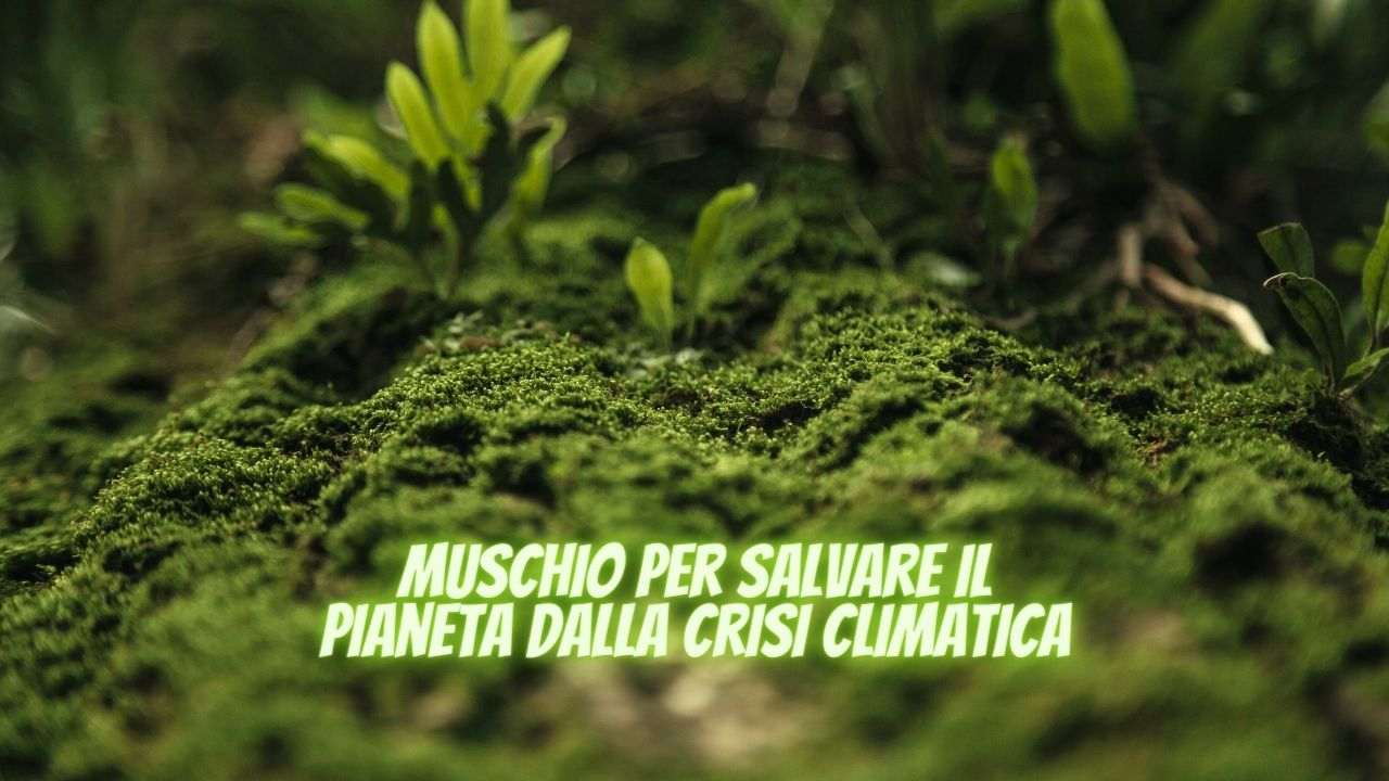 muschio contro crisi climatica