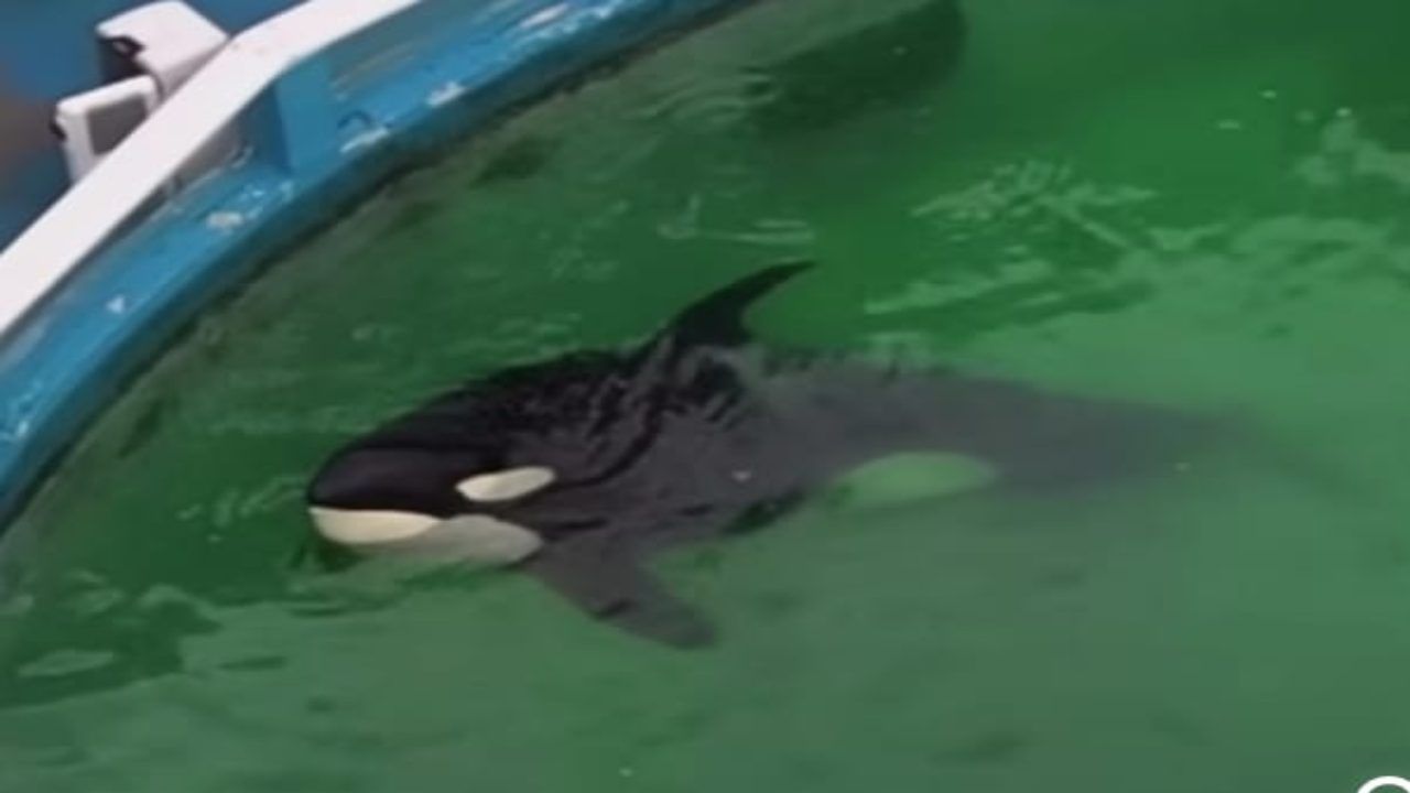 L'orca Lolita rischia la morte, rinchiusa in un delfinario dal 1970