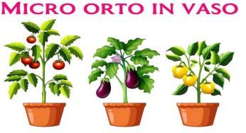 Per ogni coltura il suo vaso, dimensioni diverse per ogni esigenza