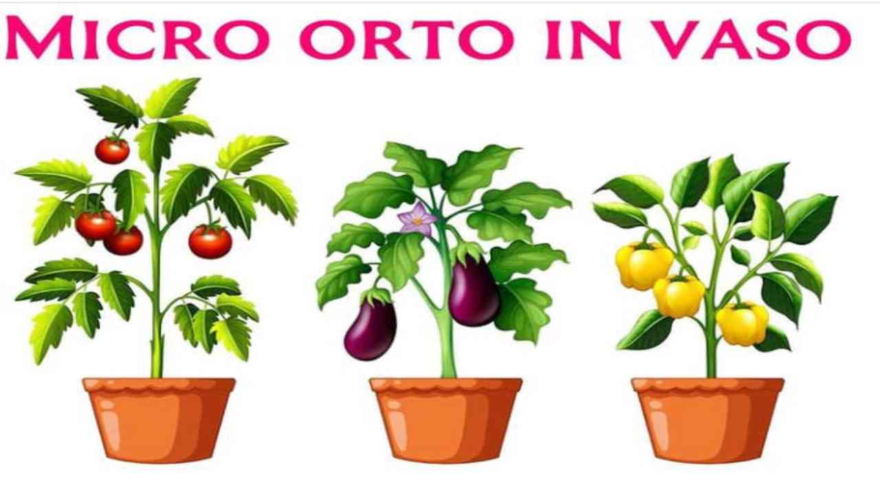 Il tuo orto in vaso può essere super produttivo come quello in terra, dovrai solo conoscere le esigenze giuste delle tue piante