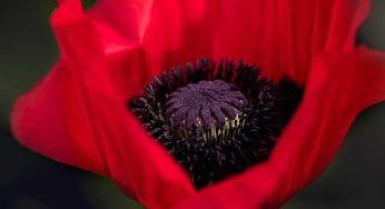Semi di papavero, benefici e proprietà
