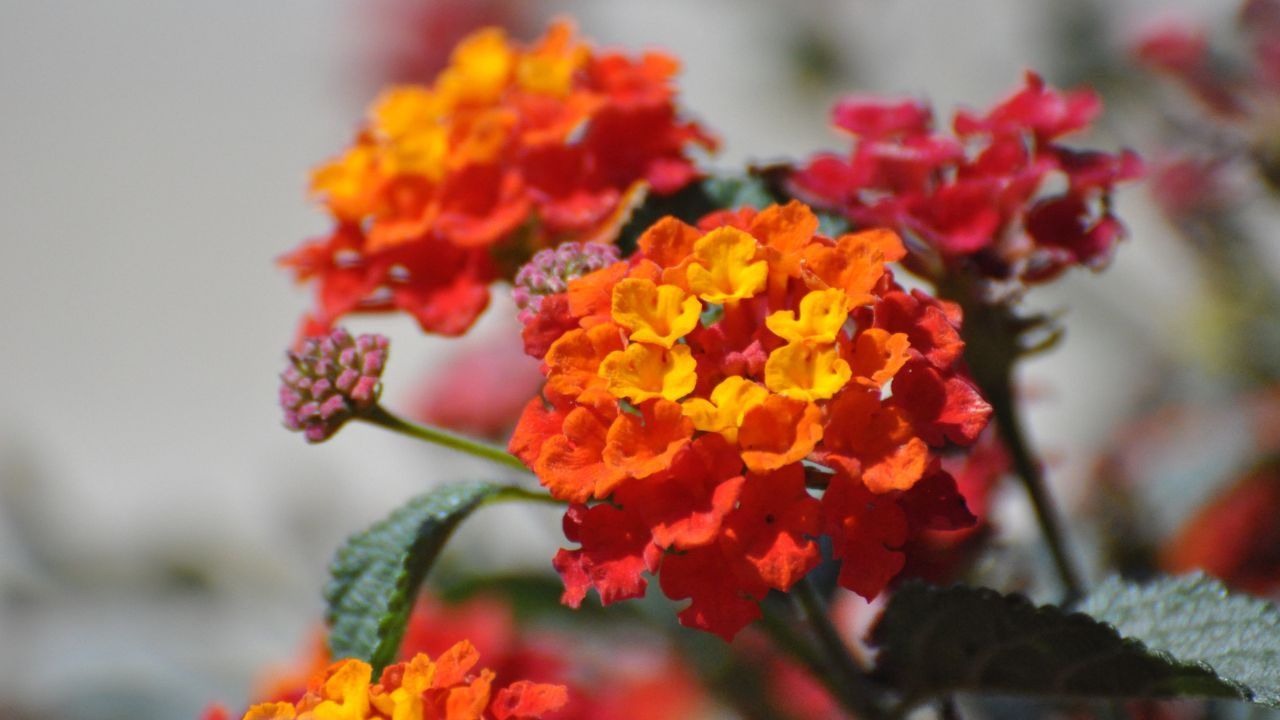 coltivazione lantana pianta