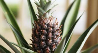 Ananas a costo zero, puoi avere la tua piantina direttamente a casa