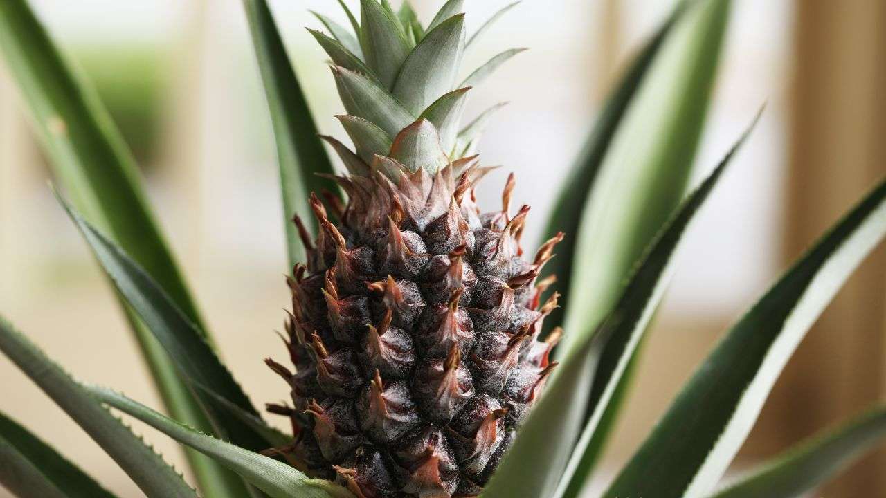 coltivare piantina ananas casa