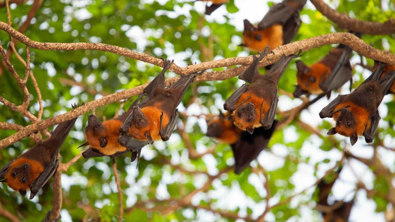 Pipistrelli come comportarsi entrano casa