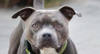 Le razze di cane più pericolose